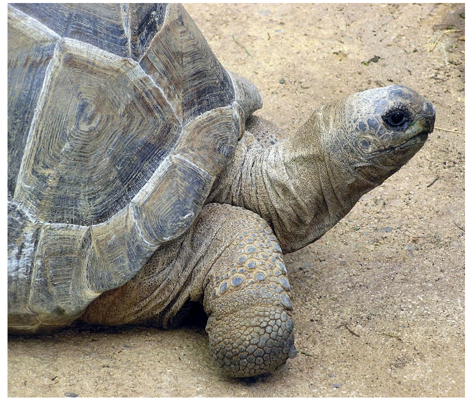 A picture of a Galapagos giant turtle showing the head, one front leg, and part of the shell. The tortoise is walking on sand.